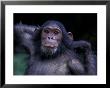Female Chimpanzee Stretching, Gombe National Park, Tanzania by Kristin Mosher Limited Edition Print