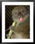 Bamboo Lemur, Feeding On Bamboo by David Haring Limited Edition Pricing Art Print
