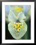 Iris Katherine Hodgkin (Reticulata), February, Pale Blue Flower, Lined And Dotted Dark Blue by Lynn Keddie Limited Edition Print