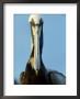 Brown Pelican, Portrait, Usa by Olaf Broders Limited Edition Print