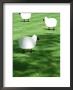 Sheep On Lawn As Decoration, Perfect Striped Lawn by Georgia Glynn-Smith Limited Edition Print