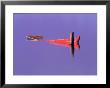Red Boat In Water, Brasilia, Brazil by Silvestre Machado Limited Edition Print