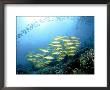 Yellow Snappers, Komodo, Indonesia by Mark Webster Limited Edition Pricing Art Print