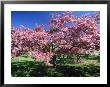 Prunus Tree, Montreal, Quebec, Canada by Philippe Henry Limited Edition Print