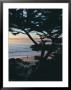Sunset On Beach With Trees, Ca by Claire Rydell Limited Edition Print