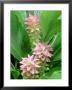 Australian Ginger, Riverine Rainforest, Australia by Michael Fogden Limited Edition Pricing Art Print