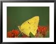 A Common Sulfur Butterfly On Flowers by Joel Sartore Limited Edition Pricing Art Print