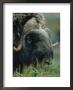 A Close View Of The Head Of A Musk Ox by Joel Sartore Limited Edition Print