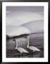 Trumpeter Swans In A Snowy Landscape, Yellow River, Wyoming by Raymond Gehman Limited Edition Print