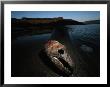 The Skull Of A Salmon On A Sandbar In The Columbia River by Joel Sartore Limited Edition Print