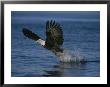 American Bald Eagle Grabs A Fish On The Fly by Paul Nicklen Limited Edition Print