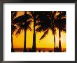 A Waikiki Winter Sunset, Honolulu, Oahu, Hawaii, Usa by Ann Cecil Limited Edition Print