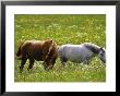 White & Brown Horses In Field Of Wildflowers, Sweden by Bjorn Forsberg Limited Edition Print