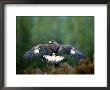 Golden Eagle, Male Perched, Highlands, Scotland by Mark Hamblin Limited Edition Print