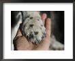 Dog Paw, Low Section, Bolinas, California by Brimberg & Coulson Limited Edition Print