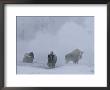 Bison Stand During Winter In Yellowstone National Park by Bobby Model Limited Edition Pricing Art Print