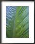 Detail Of A Palm Tree Leaf (Frond), Mahe Island, Seychelles, Indian Ocean, Africa by Gavin Hellier Limited Edition Print