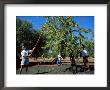 Harvesting Olives In Grove, Puglia, Italy by Oliviero Olivieri Limited Edition Print
