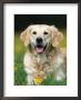 Golden Retriever Dog by Petra Wegner Limited Edition Print