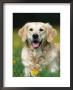 Golden Retriever Dog by Petra Wegner Limited Edition Pricing Art Print