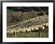 Sheep Penned For Shearing, Tautane Station, North Island, New Zealand by Adrian Neville Limited Edition Print