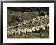 Sheep Penned For Shearing, Tautane Station, North Island, New Zealand by Adrian Neville Limited Edition Print