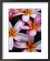 Frangipani Flowers, New Caledonia by Jean-Bernard Carillet Limited Edition Pricing Art Print