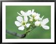 Pyrus Bretschneideri Pendula (Ya Pear), Close-Up Of White Flowers by Hemant Jariwala Limited Edition Print