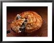 Money Pie, Usa by John Hay Limited Edition Print