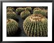 Jardin De Cactus Near Guatiza, Lanzarote, Canary Islands, Spain by Hans Peter Merten Limited Edition Print