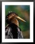 Female Anhinga by Charles Sleicher Limited Edition Print