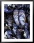 California Mussels At Tongue Point, Salt Creek State Park, Washington, Usa by Jamie & Judy Wild Limited Edition Print
