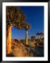 Quiver Trees, Namaqualand, South Africa by Carol Polich Limited Edition Pricing Art Print