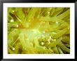 Close View Of A Sea Anemone, Malapascua Island, Philippines by Tim Laman Limited Edition Print