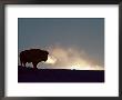 Bison (Bison Bison), Yellowstone National Park, Wyoming, United States Of America, North America by Colin Brynn Limited Edition Print