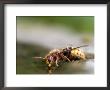 European Hornet, (Vespa Crabro), Bielefeld, Nordrhein Westfalen, Germany by Thorsten Milse Limited Edition Print