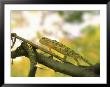 Lizard, Chameleon, Zimbabwe by Jacob Halaska Limited Edition Pricing Art Print