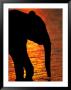 Silhouetted African Elephant by Beverly Joubert Limited Edition Pricing Art Print