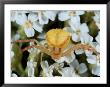 A Crab Spider, Thomisus Species, Waiting For Prey Among Flowers by George Grall Limited Edition Print