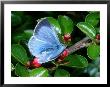 Holly Blue Butterfly, Egglaying On Cotoneaster Plant, Cambridgeshire, Uk by Keith Porter Limited Edition Print