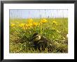 Mallard, Duckling In Wildflower Meadow, Uk by Mike Powles Limited Edition Pricing Art Print