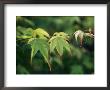 Leaves From A Japanese Maple Tree by Darlyne A. Murawski Limited Edition Print