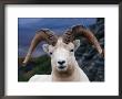 Dall Ram (Ovis Dalli), Alaska, Usa by Mark Newman Limited Edition Print