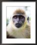 Green Ververt Monkey, St. Kitts, Caribbean by Greg Johnston Limited Edition Pricing Art Print