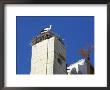Stork Sitting On Nest On The Top Of Faro Cathedral, Faro, Algarve, Portugal by Marco Simoni Limited Edition Print