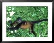 Howler Monkey, Feeding, Costa Rica by Gustav Verderber Limited Edition Print