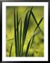 A Close View Of Cattail Plants Growing On The Susquehanna River by Raymond Gehman Limited Edition Print