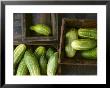 Braising Cucumbers In Wooden Boxes by Jan-Peter Westermann Limited Edition Print