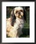 Shih Tzu With Facial Hair Cut Short by Adriano Bacchella Limited Edition Print