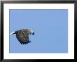 White-Tailed Sea Eagle In Flight, Japan by Roy Toft Limited Edition Print